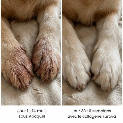 Collagène liquide pour chien Furova - FRV-CA