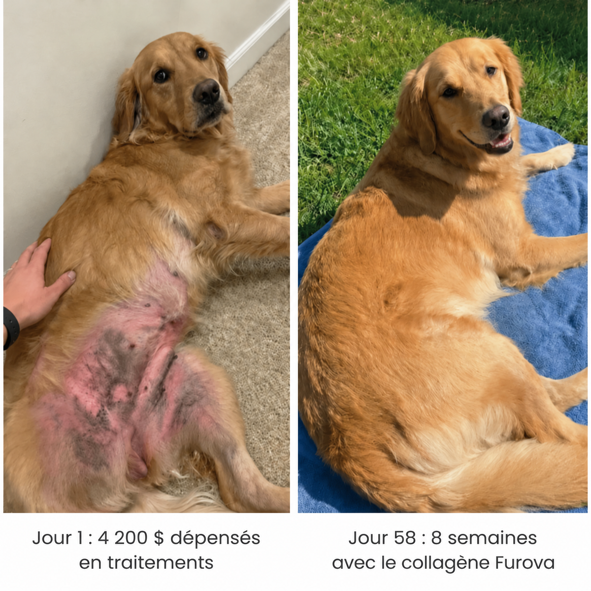 Collagène liquide pour chien Furova - FRV-CA
