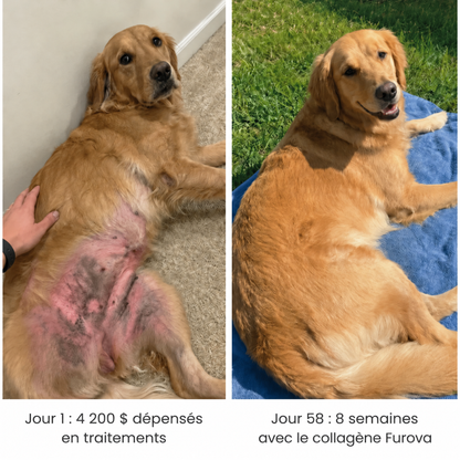 Collagène liquide pour chien Furova - FRV-CA