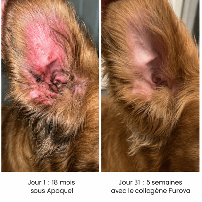 Collagène liquide pour chien Furova - FRV-CA