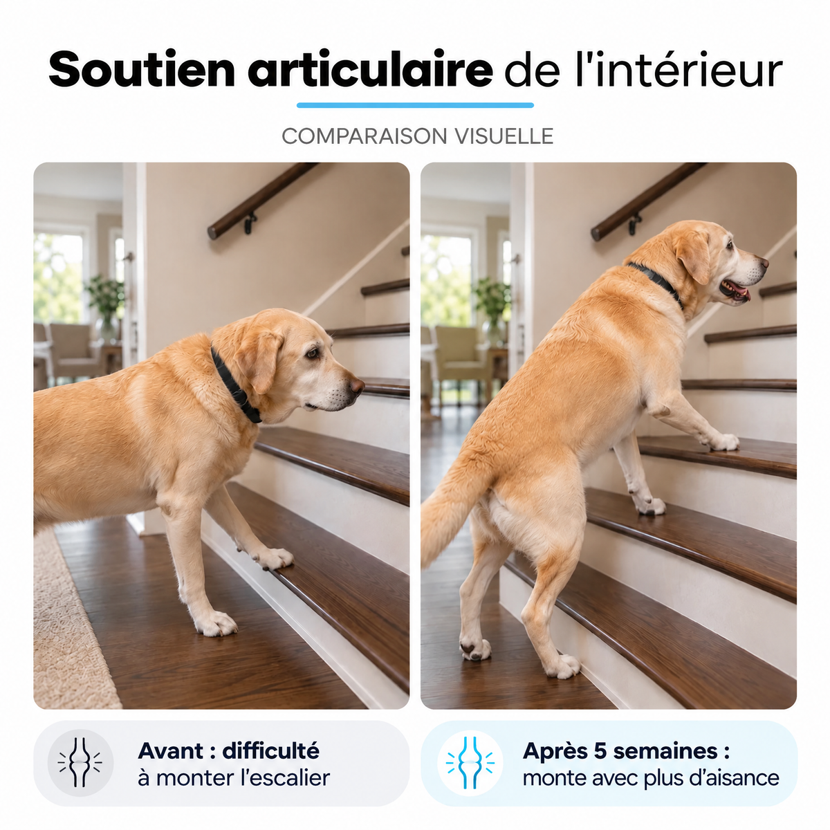Collagène liquide pour chien Furova - FRV-CA
