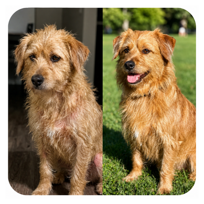 Collagène liquide pour chien Furova - FRV-CA