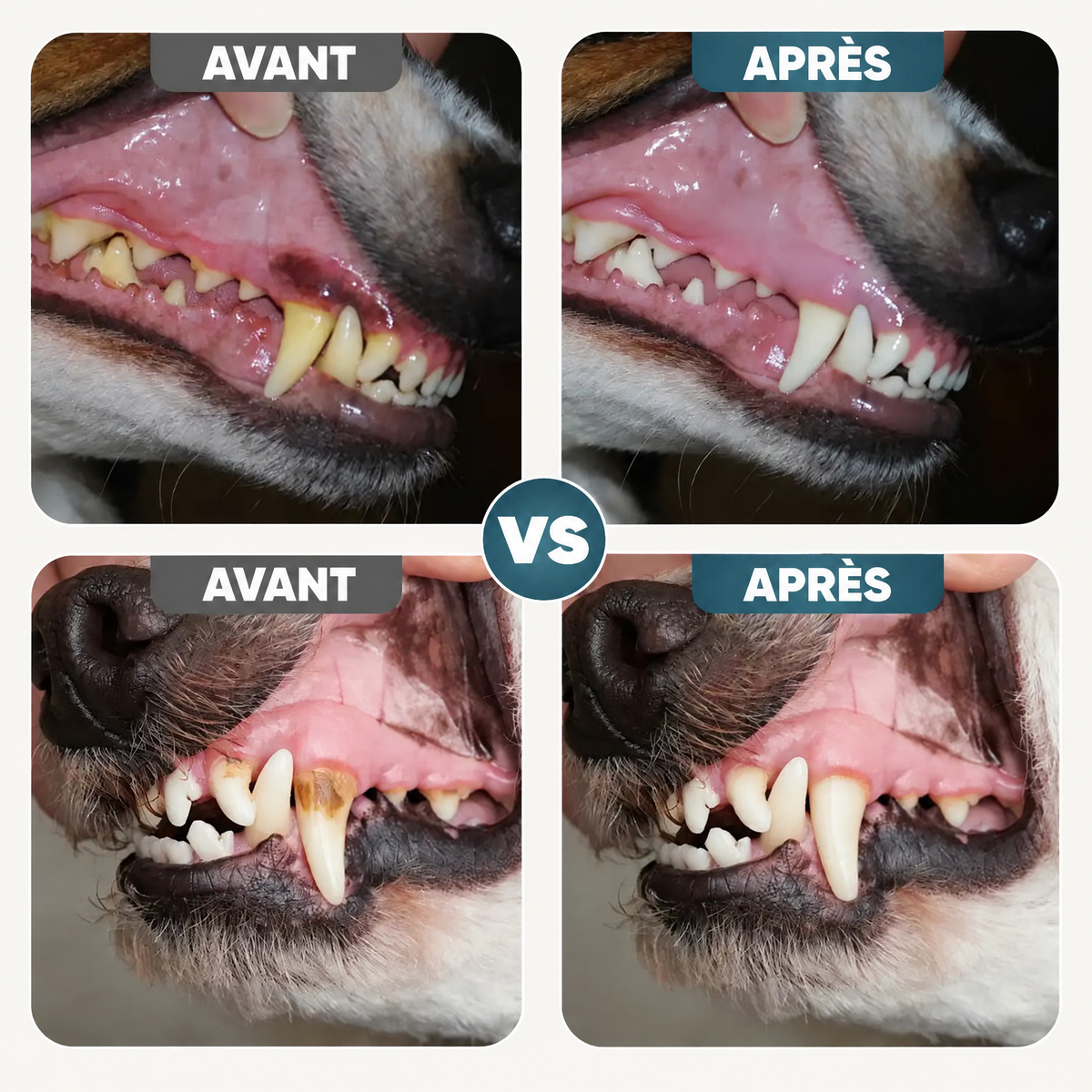 Additif dentaire pour chien Snoutly - SNL-CA